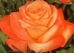 Rose Grandi Fiori
