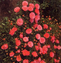 Rose Poliante