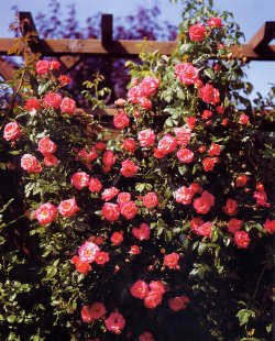 Rose Rampicanti