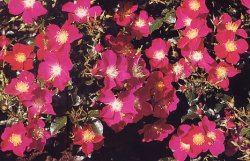 Rose Tapezzanti copri suolo