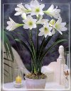parola sconosciuta Amaryllis
