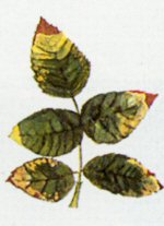 malattie delle rose malattie delle rose