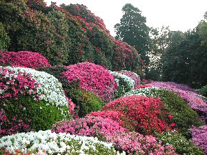 Garden of Villa Charlotta