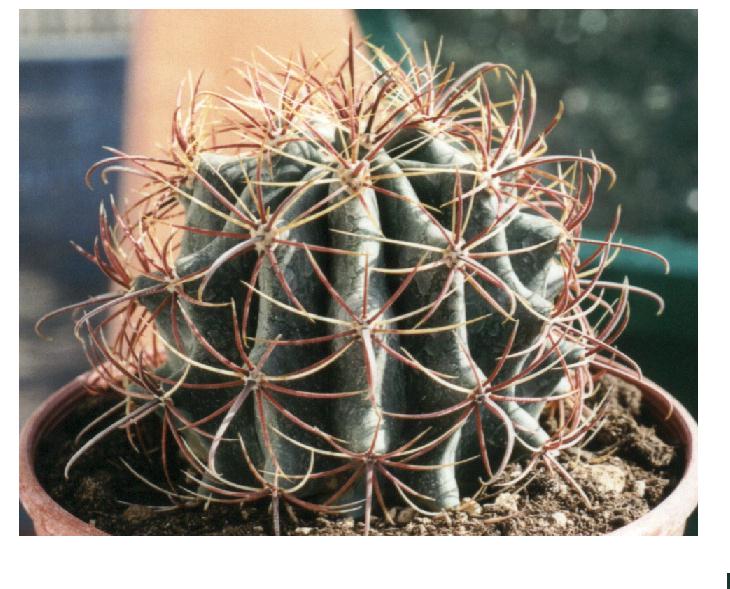 AA-Ferocactus.jpg