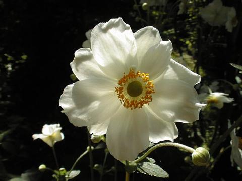 Anemone_japonica.jpg