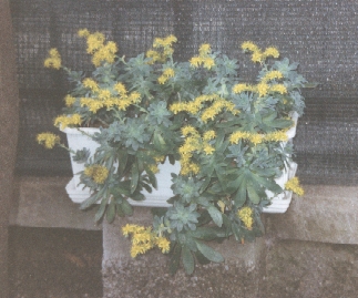 Clematide1.jpg