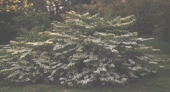 ConstanceSpry9.jpg