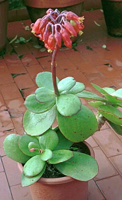 Cotyledon_macrantha.jpg