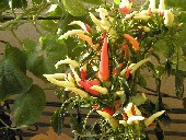 Cri__peperoncino.jpg