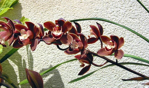 CymbiPuccio01.jpg