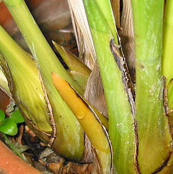 Cympuccio01.jpg