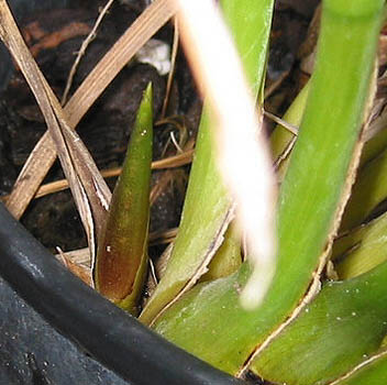 Cympuccio02.jpg
