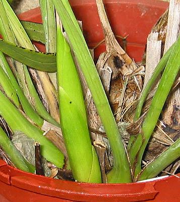 Cympuccio05.jpg