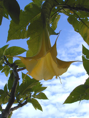 Datura-grandine-1.jpg