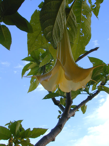 Datura-grandine.jpg