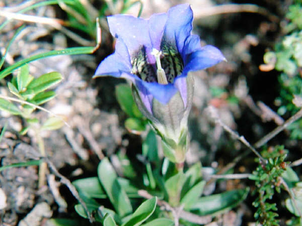 Gentiana.jpg