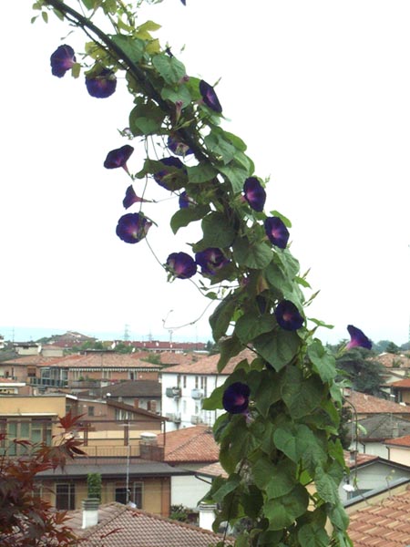LuciaRiccardi041.jpg