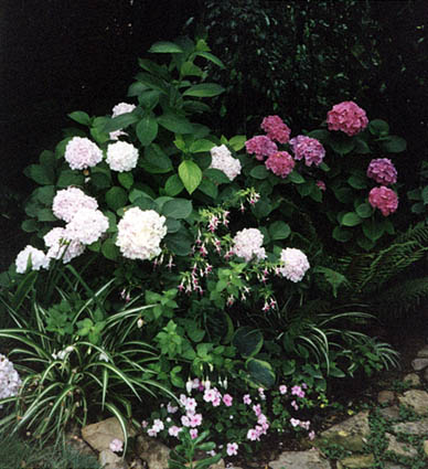 Noor29.jpg