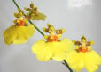 Oncidium.jpg