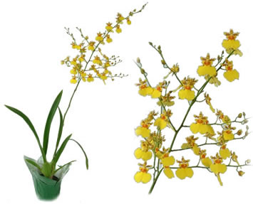 Oncidium2.jpg