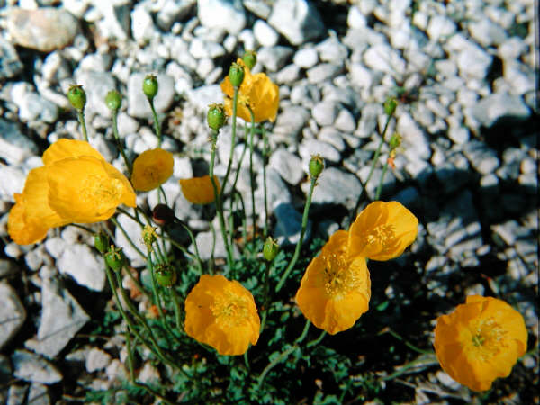 Papaver_rhaeticum.jpg