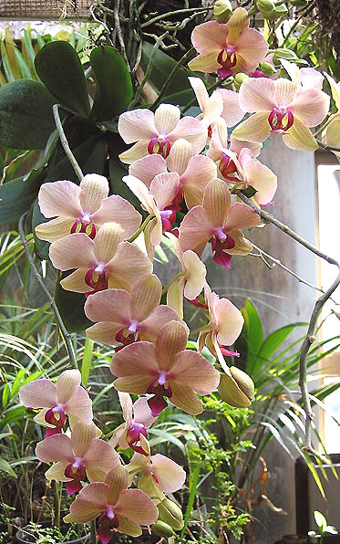 Phalpuccio05.jpg