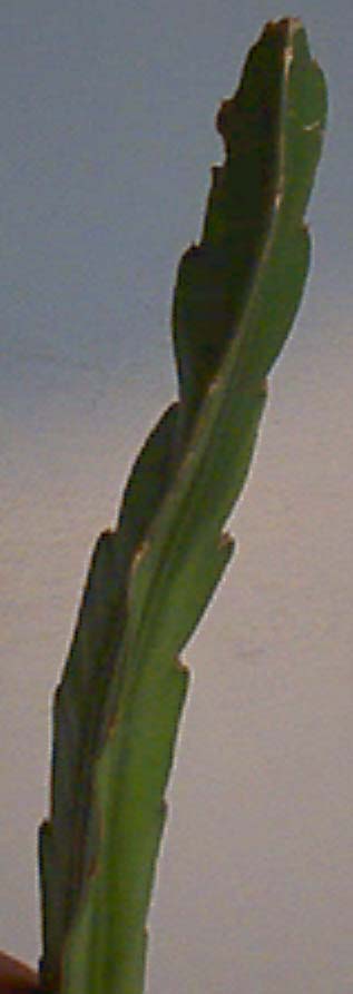 Pict0007.jpg
