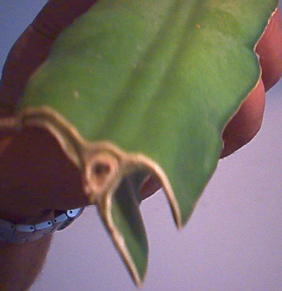 Pict0009.jpg