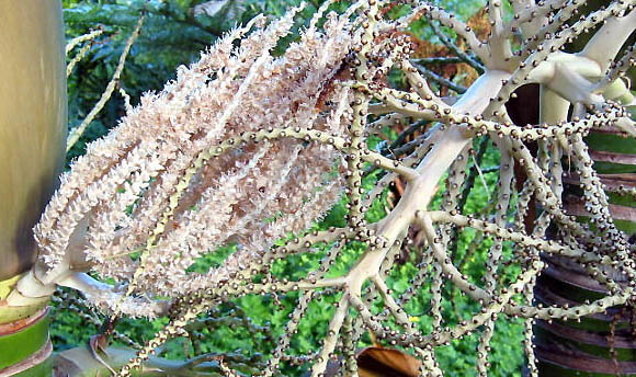 Rhopuccio01.jpg