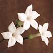 Stephanotis.jpg