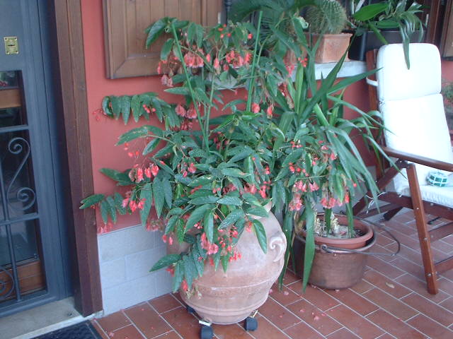 abbegonia.jpg