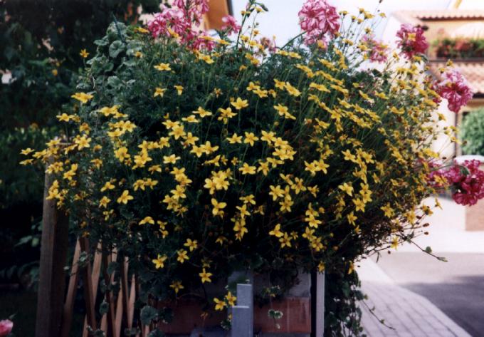abbidens.jpg