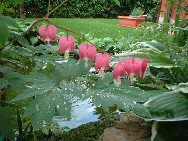 abdicentra1.jpg