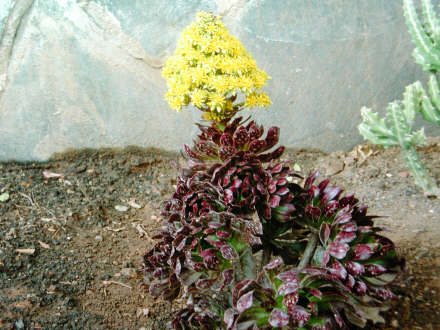 aeonium.jpg