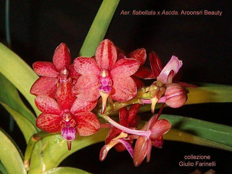 aerides_flabellata_x_ascocenda_aroonsri_beauty.jpg