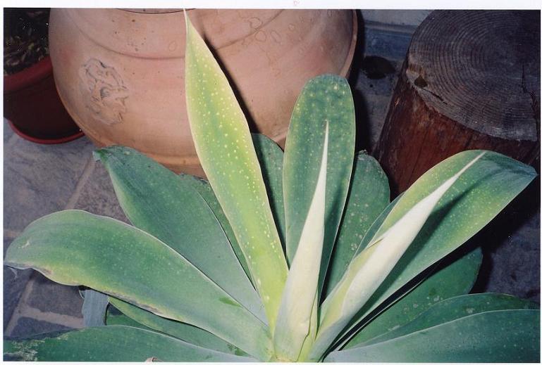 agave01.jpg