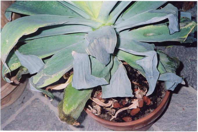 agave02.jpg
