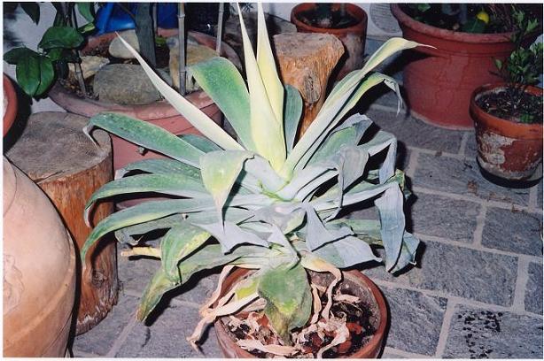 agave03.jpg