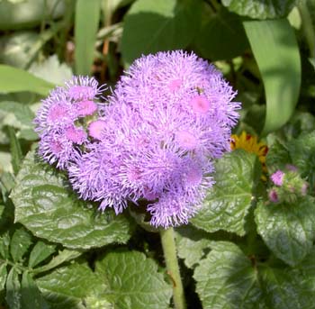 ageratum.JPG