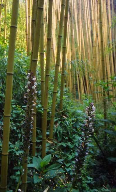 bambuacanto2.JPG