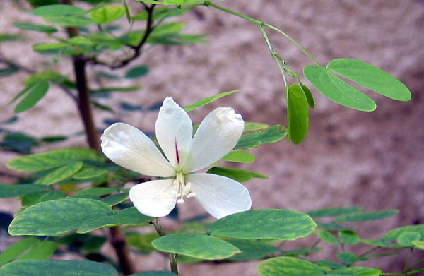 bauhinatpuccio01.jpg