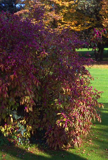 callicarpa1.JPG
