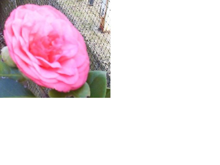 camelia1.JPG
