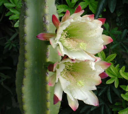 cereus02.jpg