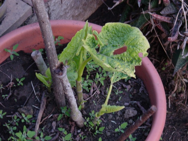 cicciorobis15.jpg