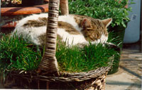 ciro-erba-2-web.jpg