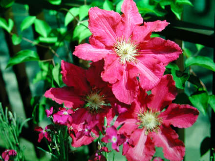 clematis.jpg