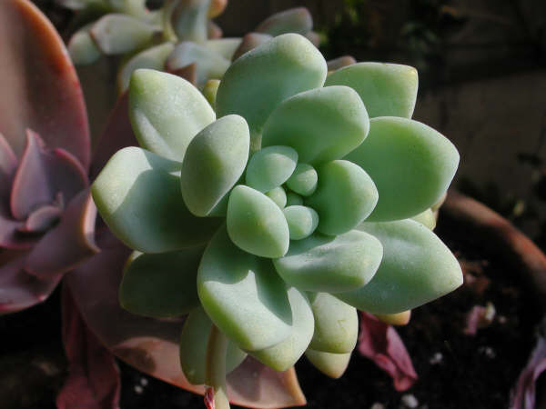 crassula04032.jpg
