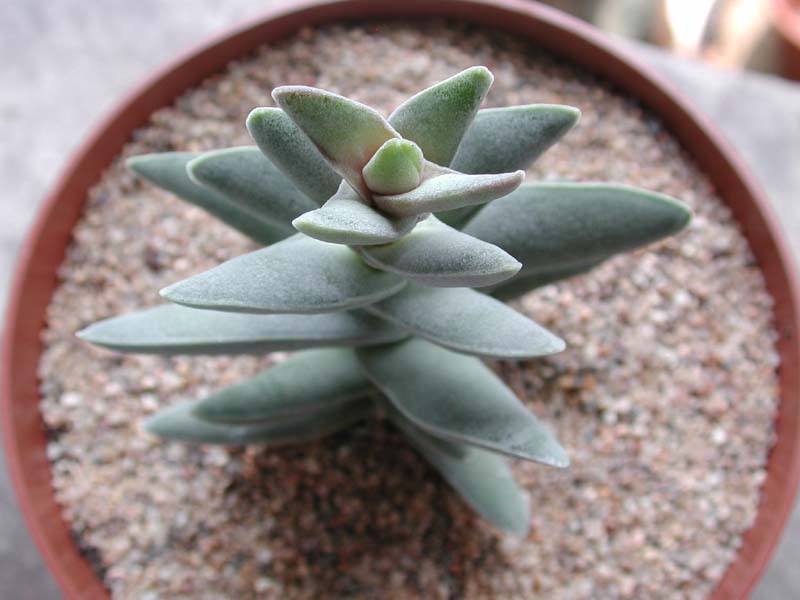 crassula2.JPG