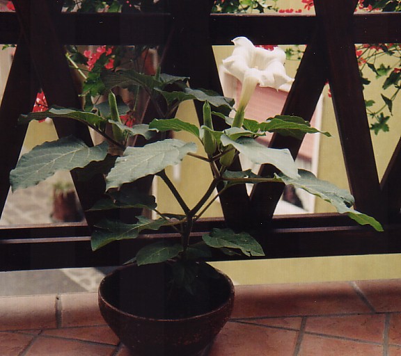 datura.jpg